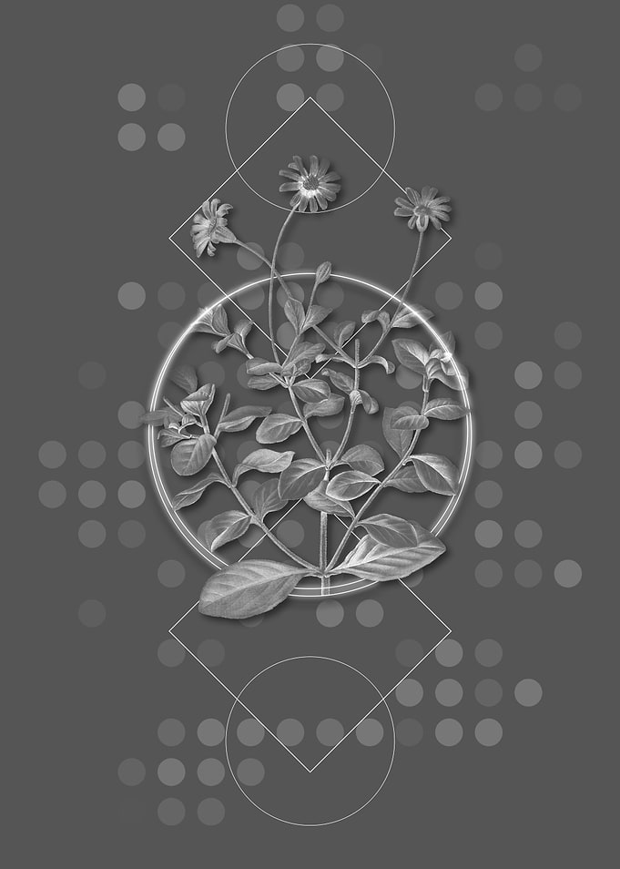 Gray Blue Marguerite Plant
