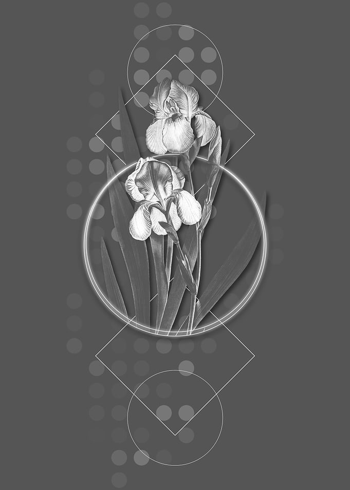 Vintage Grey German Iris