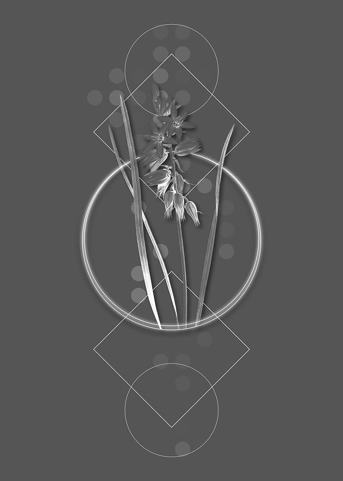 Drooping Star of Bethlehem