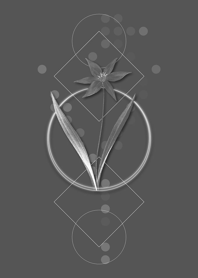Geometric Tulipa Celsiana