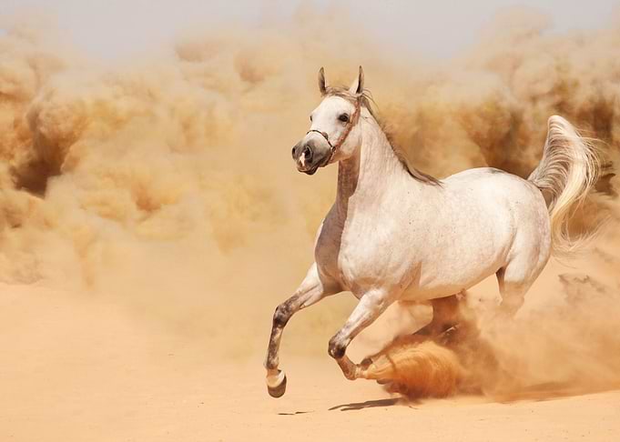 Wild Horse