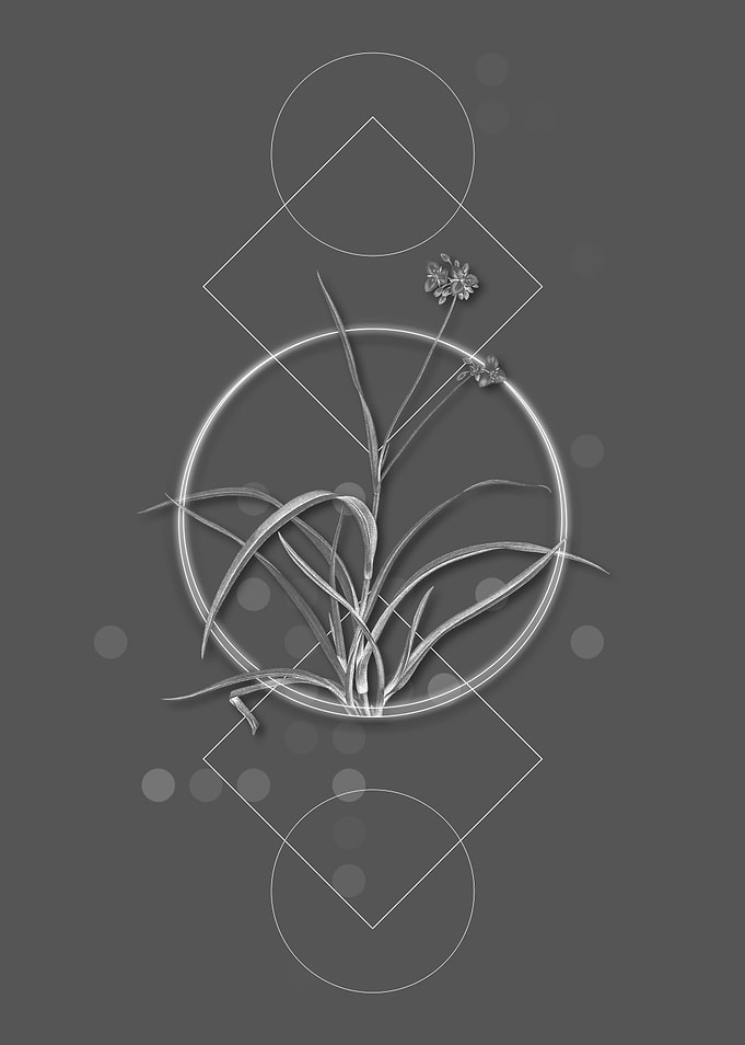 Vintage Spiderwort Flower