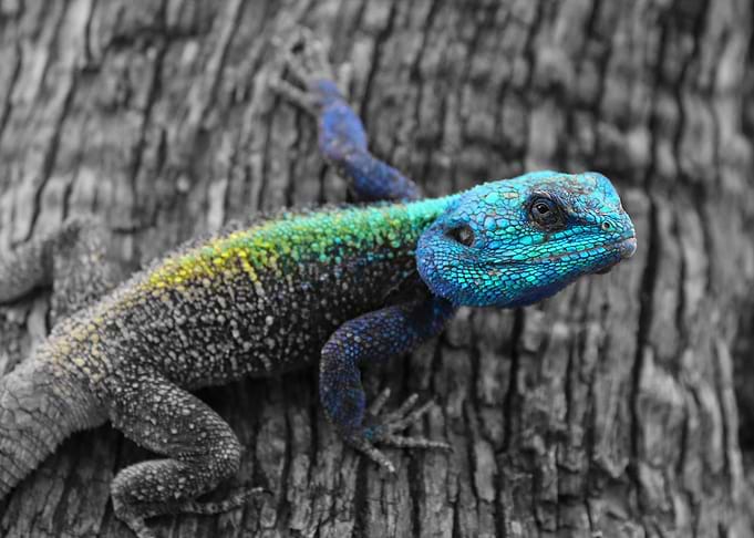 Blue Head Lizard in Africa