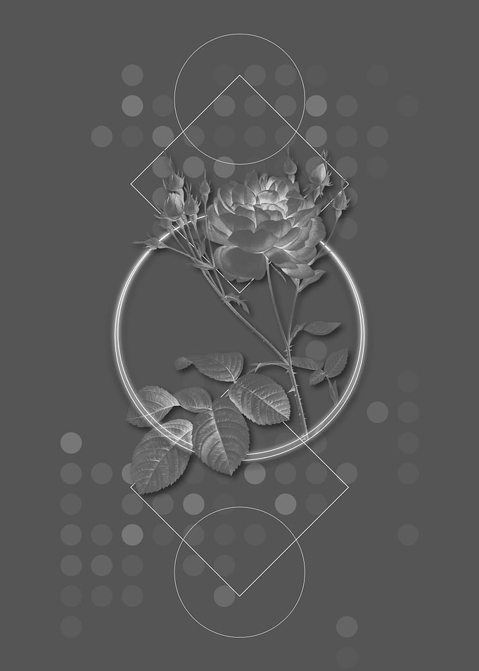 Grey Pink Cumberland Rose