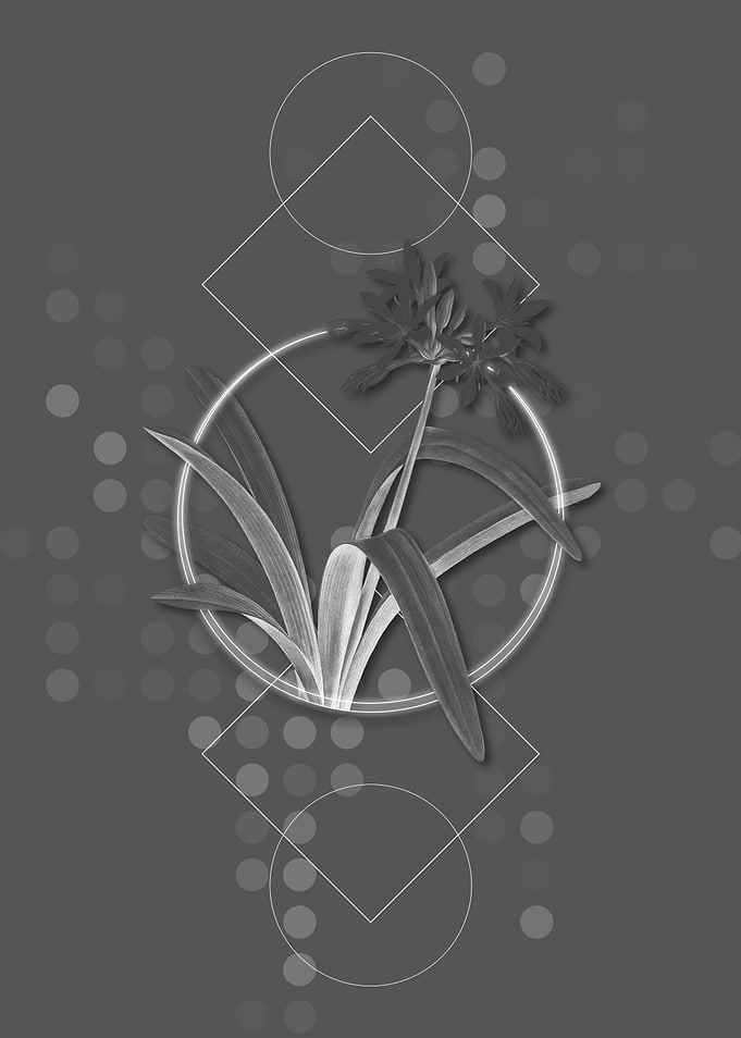 Gray Pancratium Illyricum
