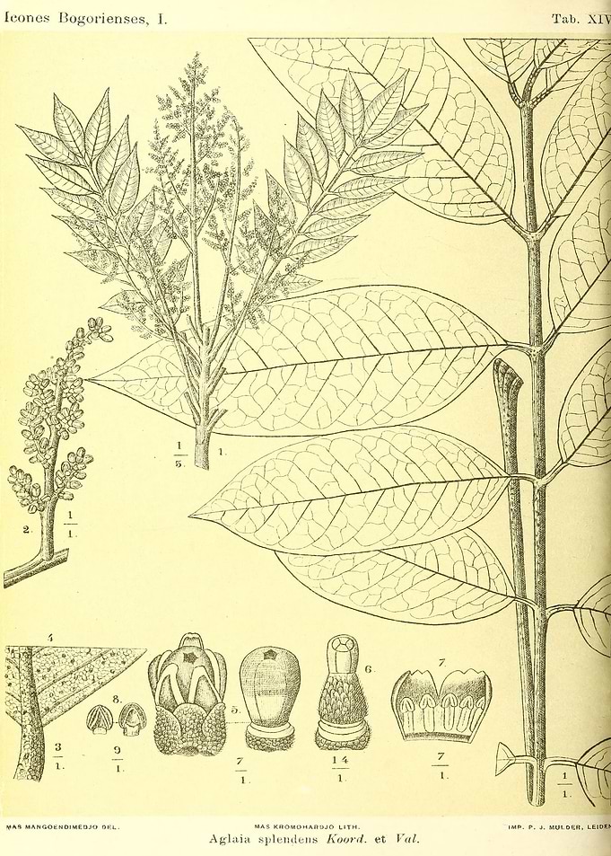 Aglaia splendens