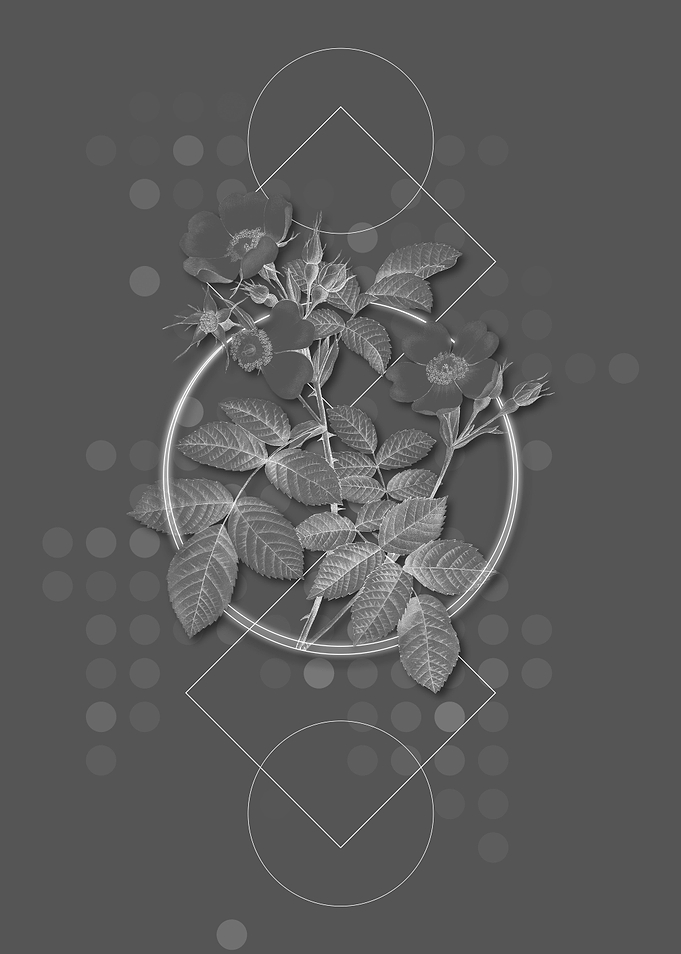 Short Styled Field Rose
