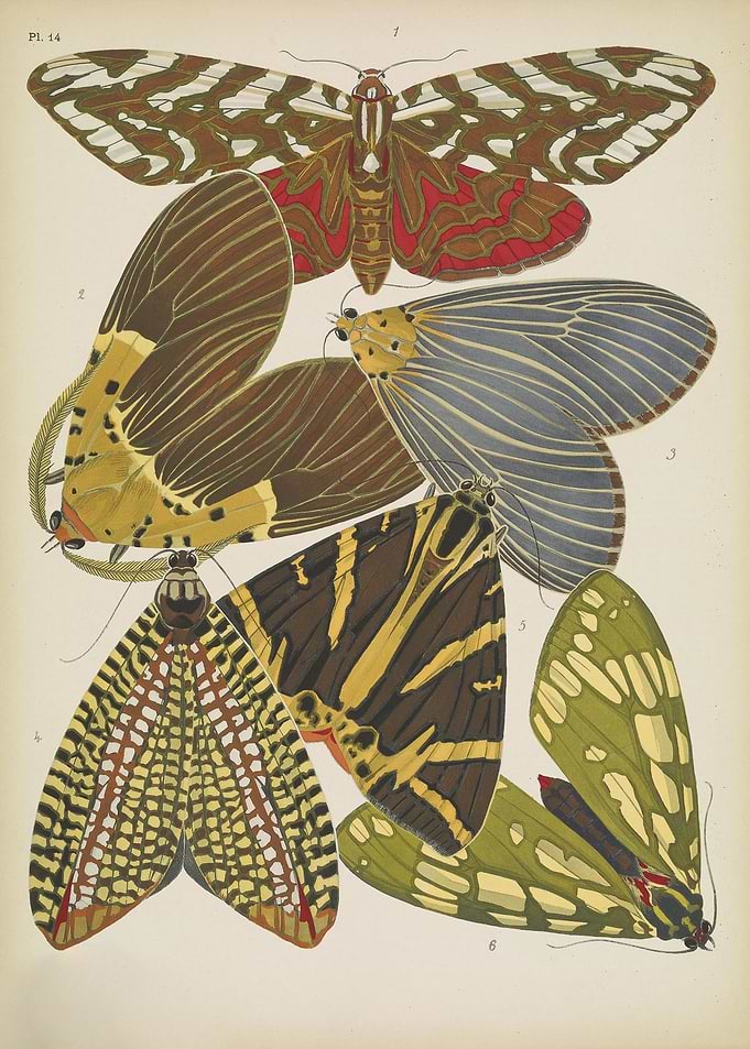 Butterfly Vintage