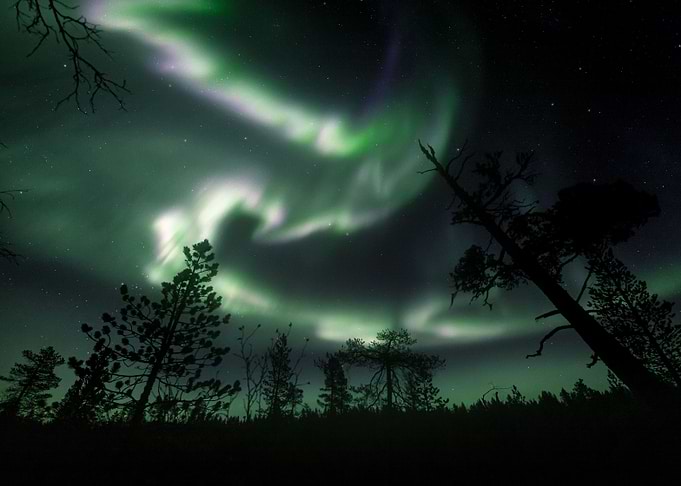 Wilderness Lights
