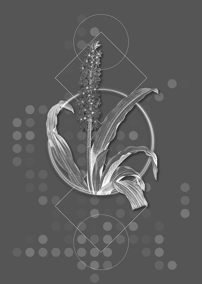 Vintage Eucomis Punctata