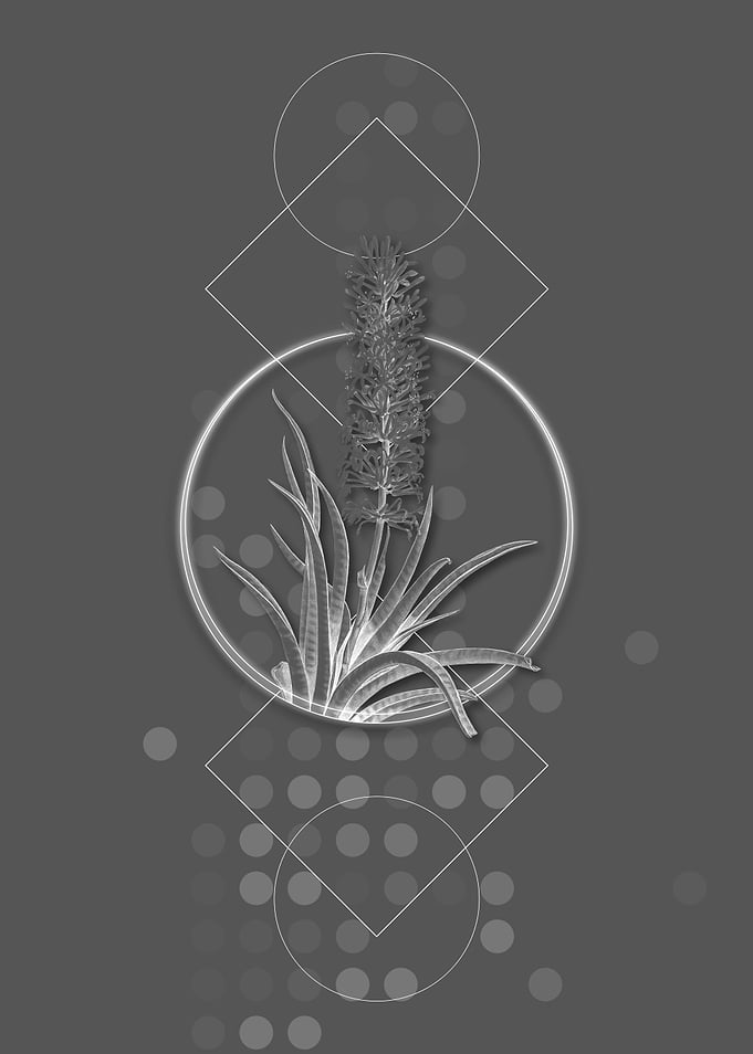 Vintage Gray Snake Plant