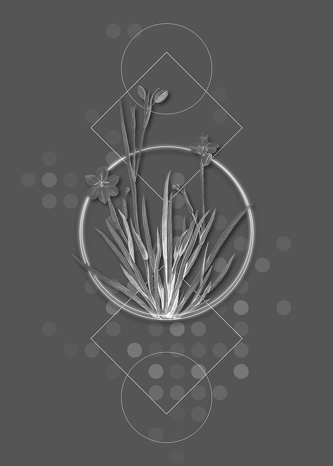 Vintage Yellow Eyed Grass