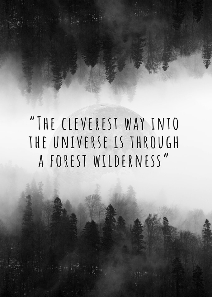 The Forest Wilderness