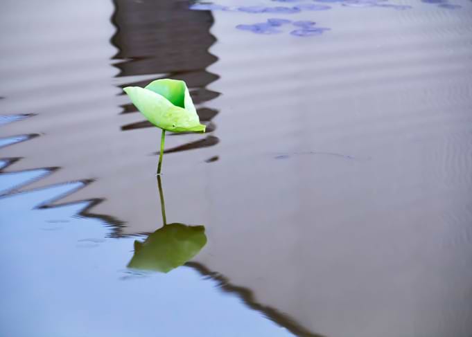 Dance of the Lotus Shadow