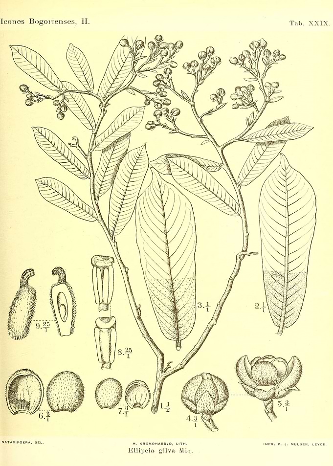 Ellipeia gilva