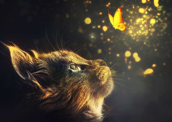 Fantasy from heaven