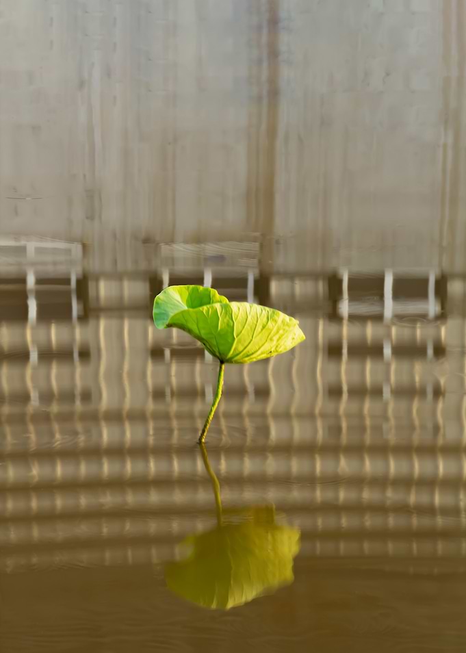 Dance of the Lotus Shadow
