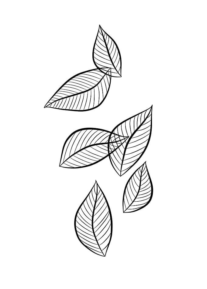 Fall Leaves