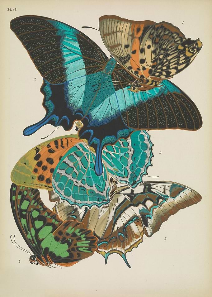 Butterfly Vintage
