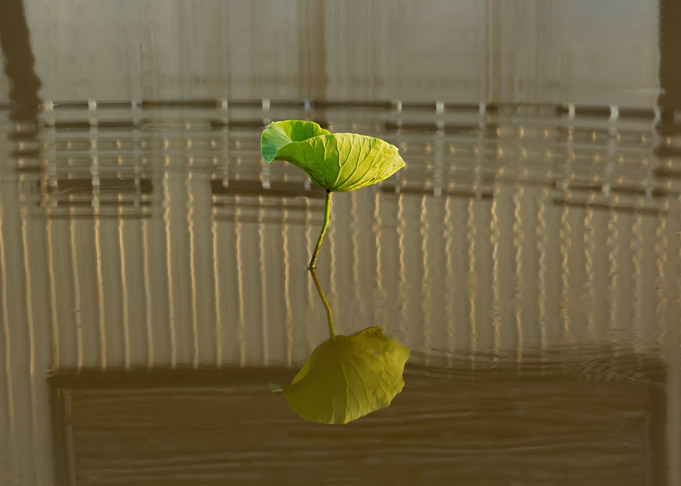 Dance of the Lotus Shadow