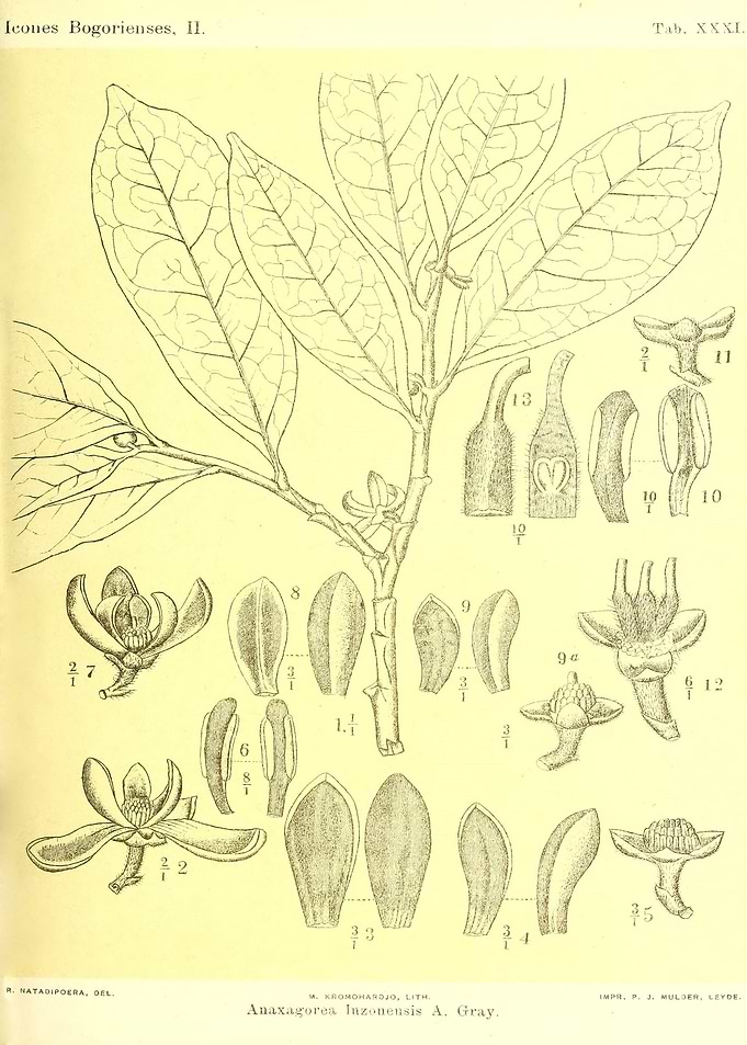 Anaxagorea Inzonensis
