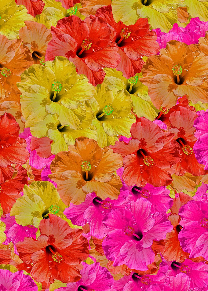 hawaiian hibiscus