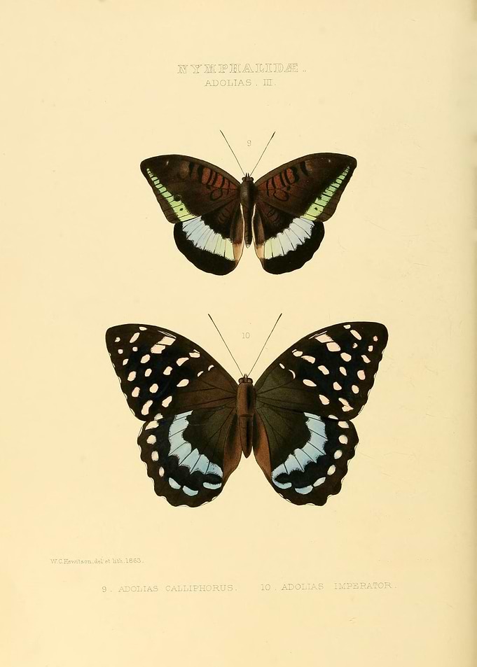 Butterfly Vintage