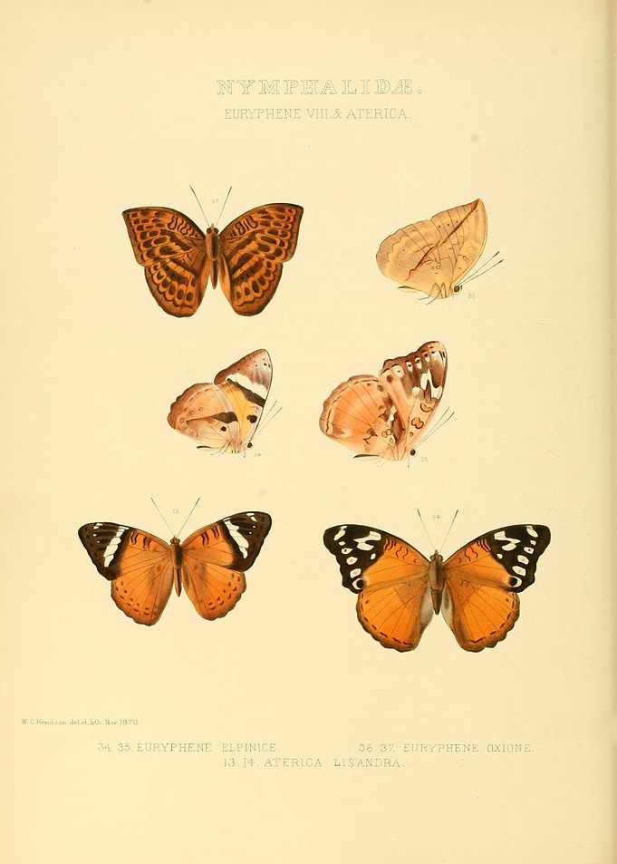 Butterfly Vintage