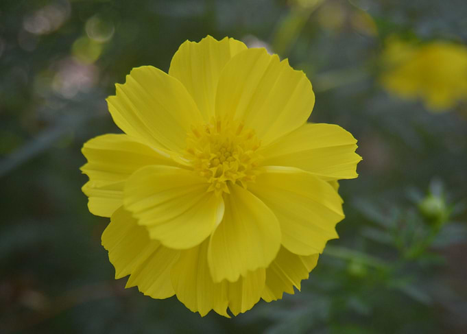 Yellow Flower