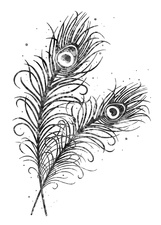 Peacock feathers