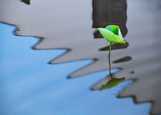 Dance of the Lotus Shadow