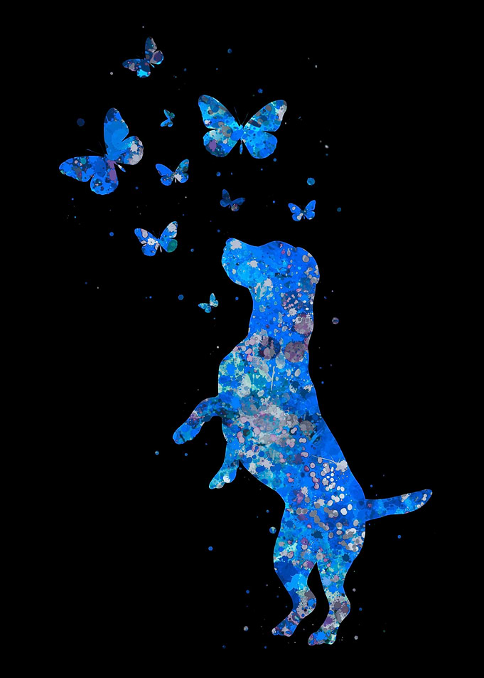 Beagle blue butterfly dog