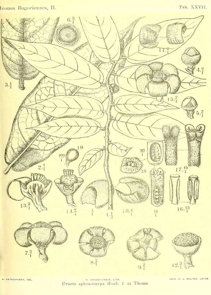 Uvaria sphenocarpa