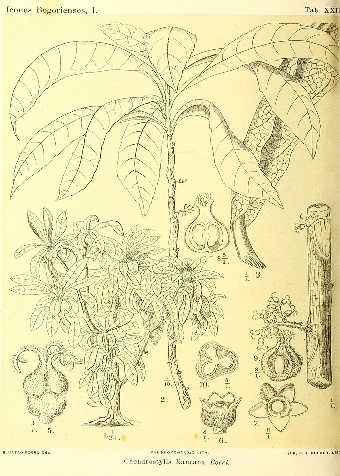 Chondrostylis Bancana