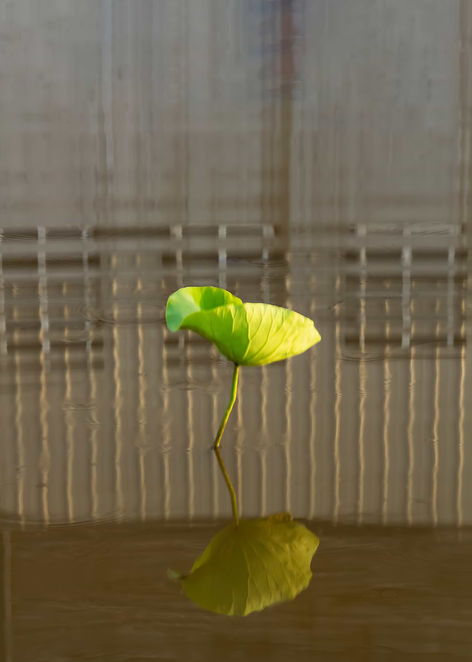 Dance of the Lotus Shadow