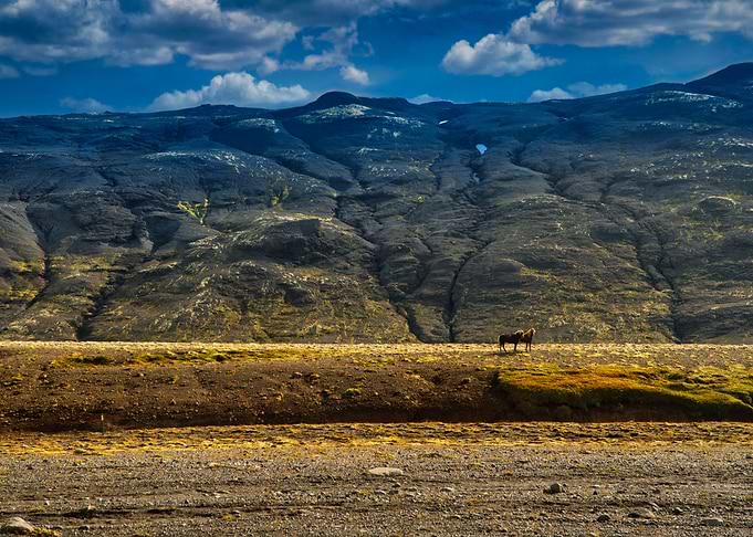 Horses are waiting