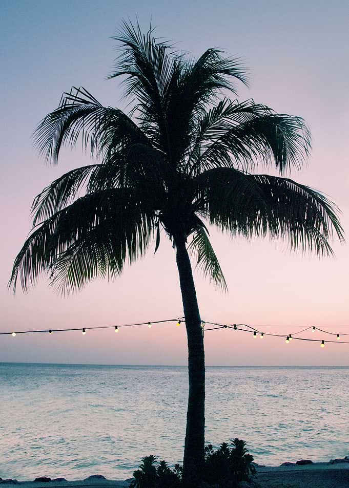 Vivid Palm Tree Dream 3
