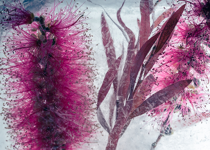 Callistemon in ice 2