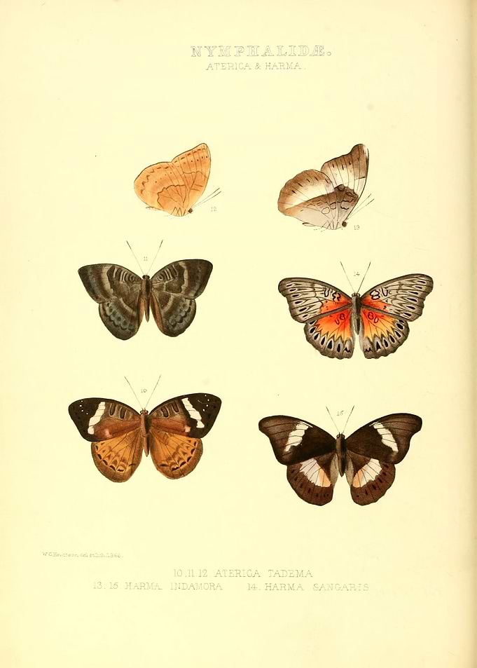 Butterfly Vintage