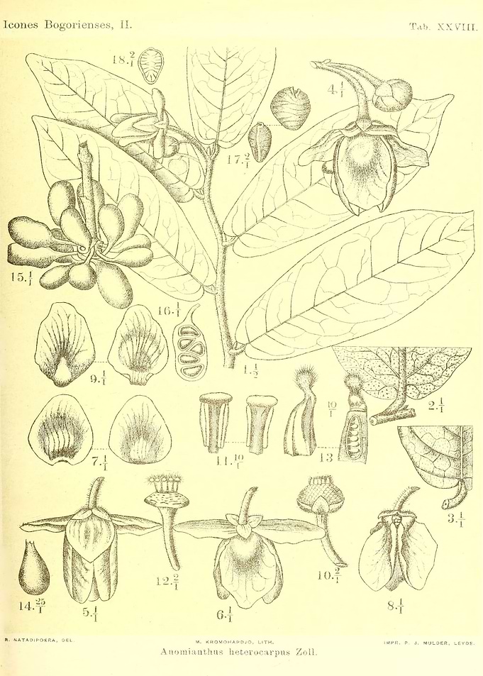 Anomianthus heterocarpus