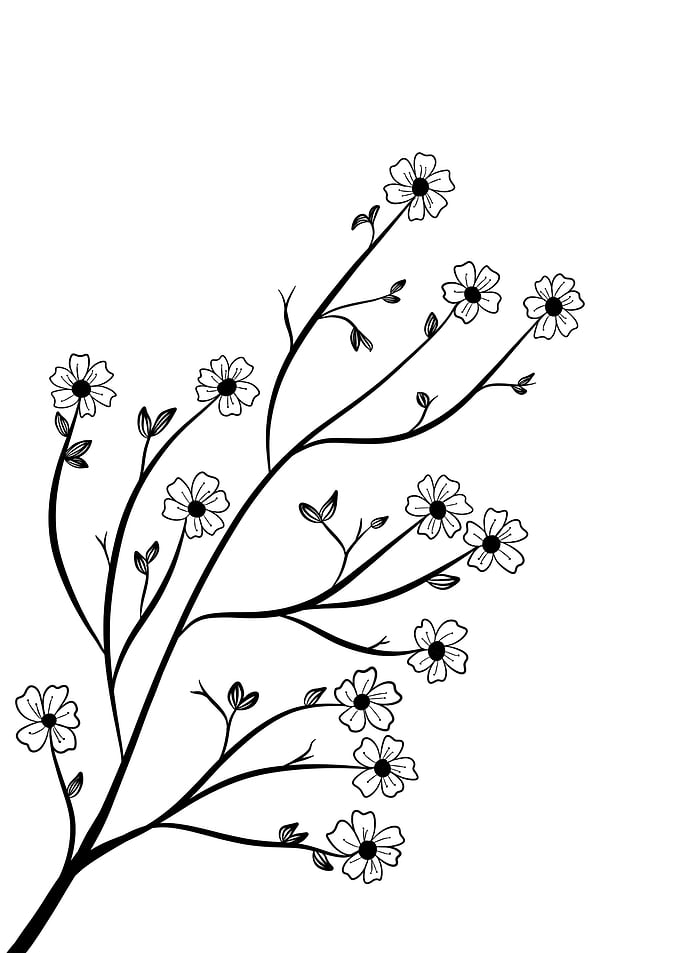 Cherry Blossoms
