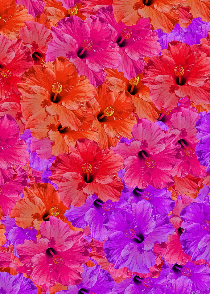 hawaiian hibiscus