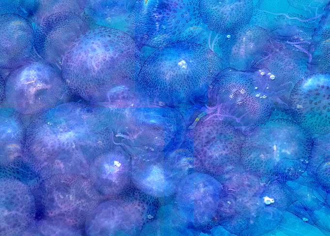 jellyfish