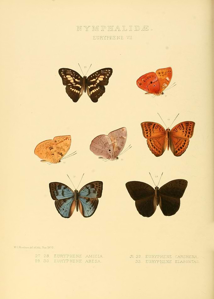 Butterfly Vintage