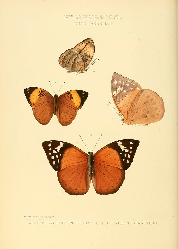 Butterfly Vintage