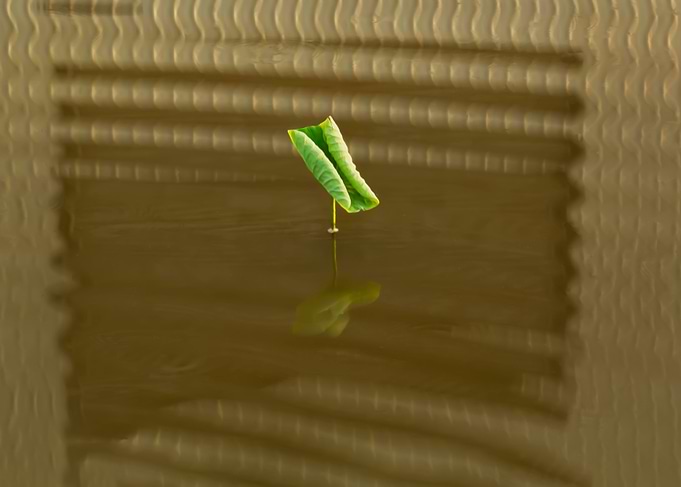 Dance of the Lotus Shadow