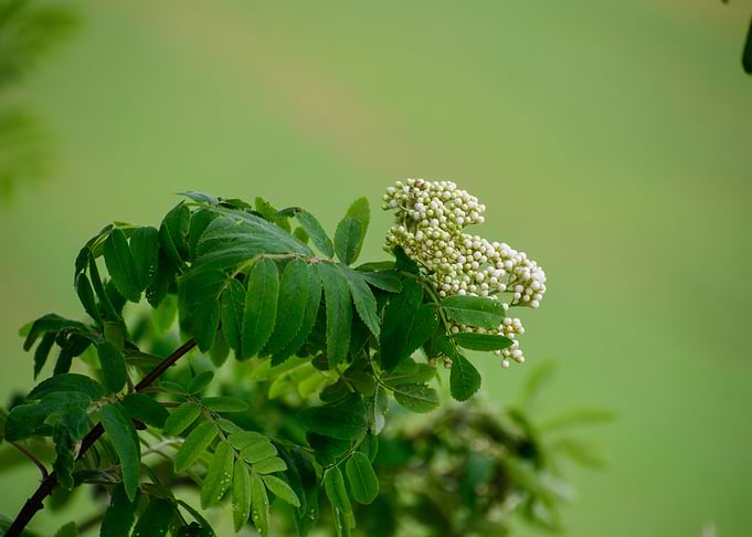 Green Flower