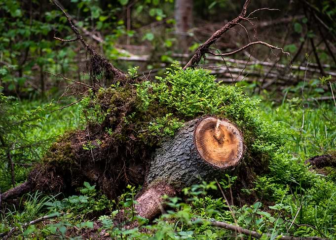 tree trunk