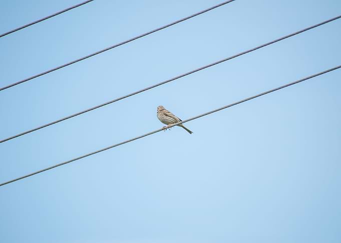 sparrow on the lines