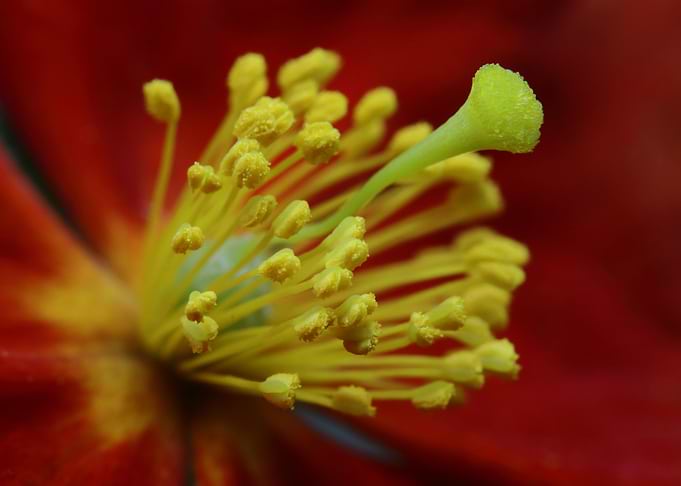 Helianthemum Rock Rose